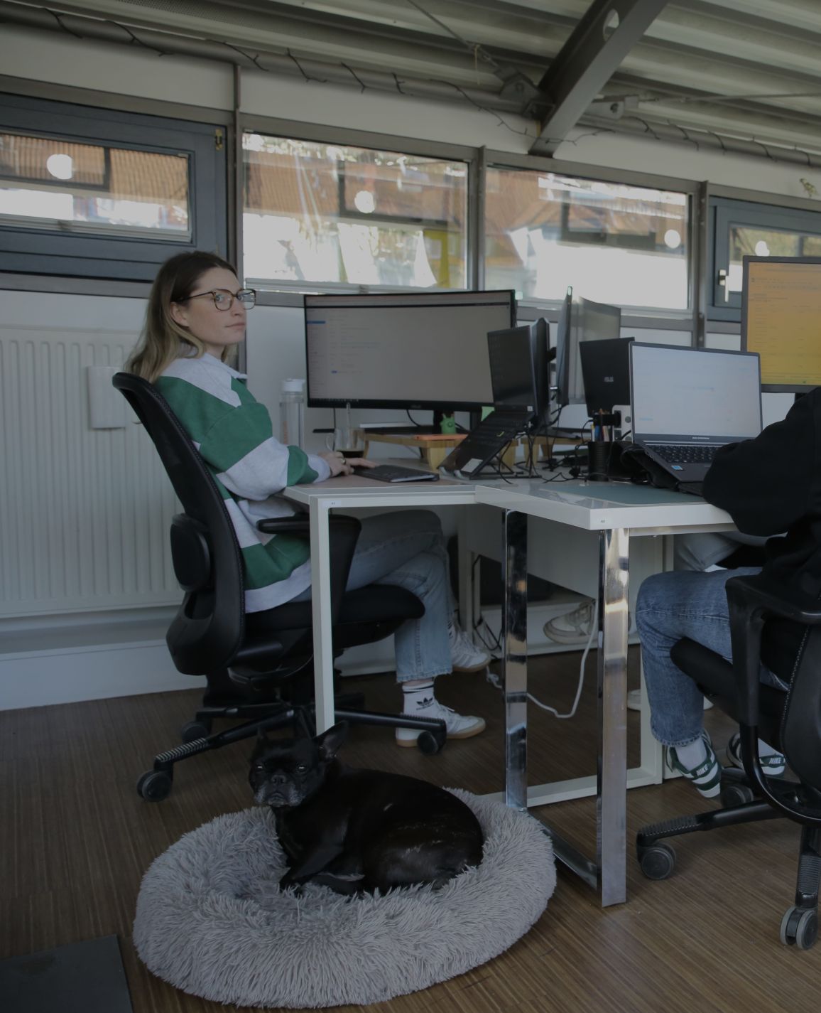 Person arbeitet an einem Schreibtisch im Büro, während ein kleiner Hund in einem Körbchen unter dem Tisch liegt.